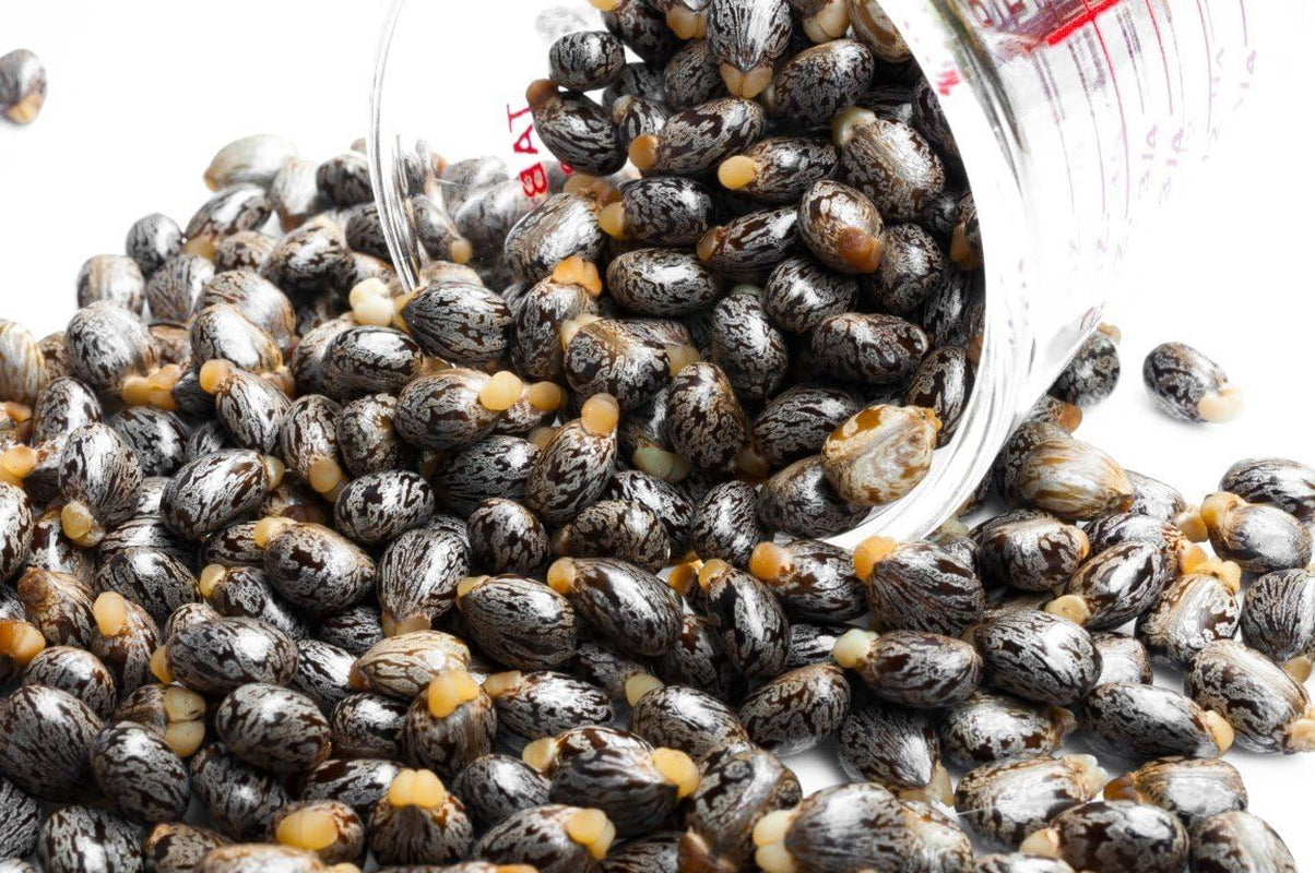 100% Huile De Ricin BIO Pressée À Froid En Mascara Pour Booster La Pousse Les Cils. Essoreur Économique -