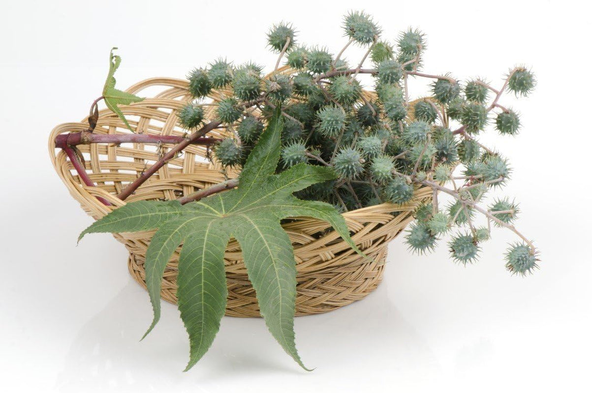 100% Huile De Ricin BIO Pressée À Froid En Mascara Pour Booster La Pousse Les Cils. Essoreur Économique -